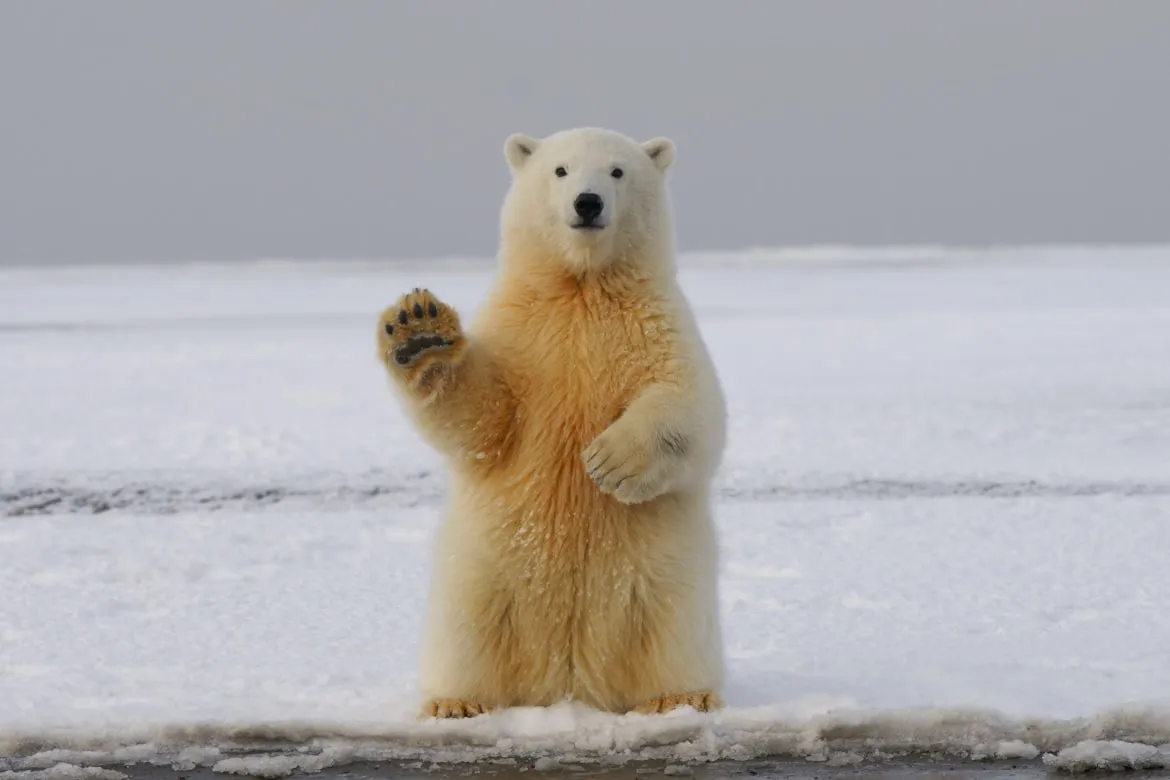 15 Ways Animals Adapt to Winter Conditions