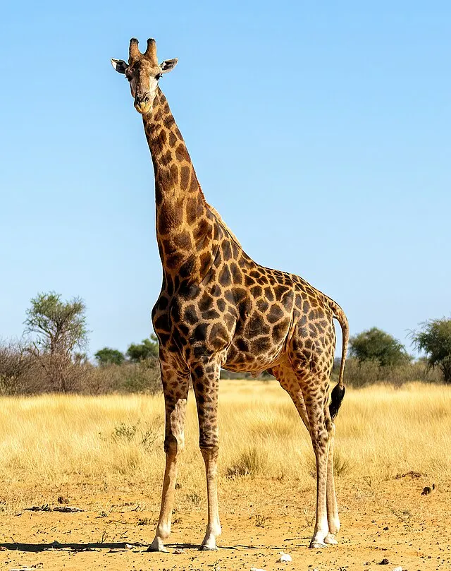 AfricanConservation on Wikimedia Commons 