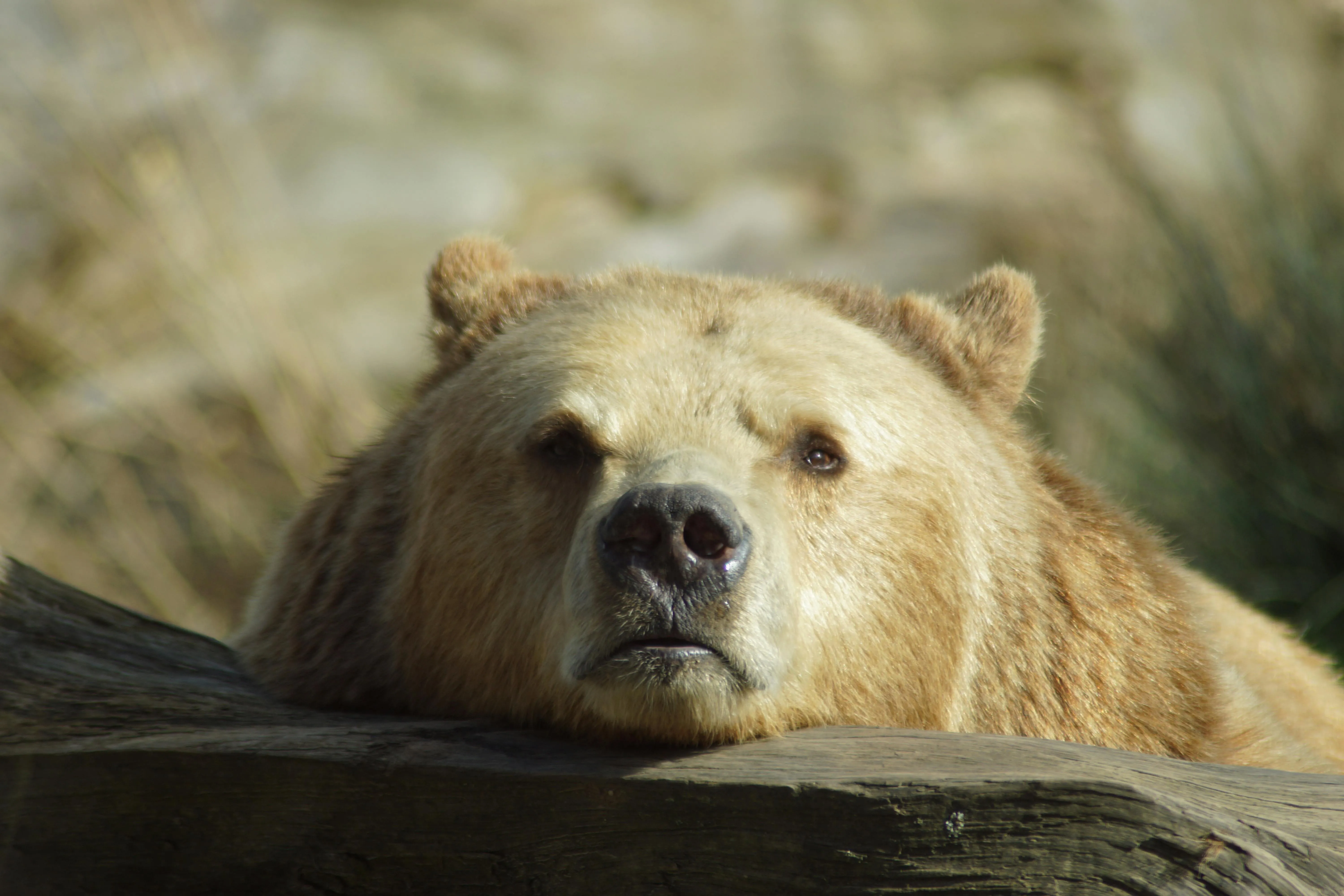 20 Adaptations Animals Use to Conserve Energy