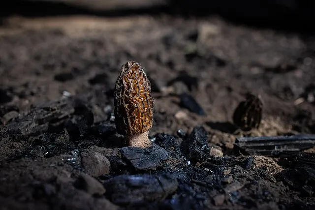 GlacierNPS on wikimedia
