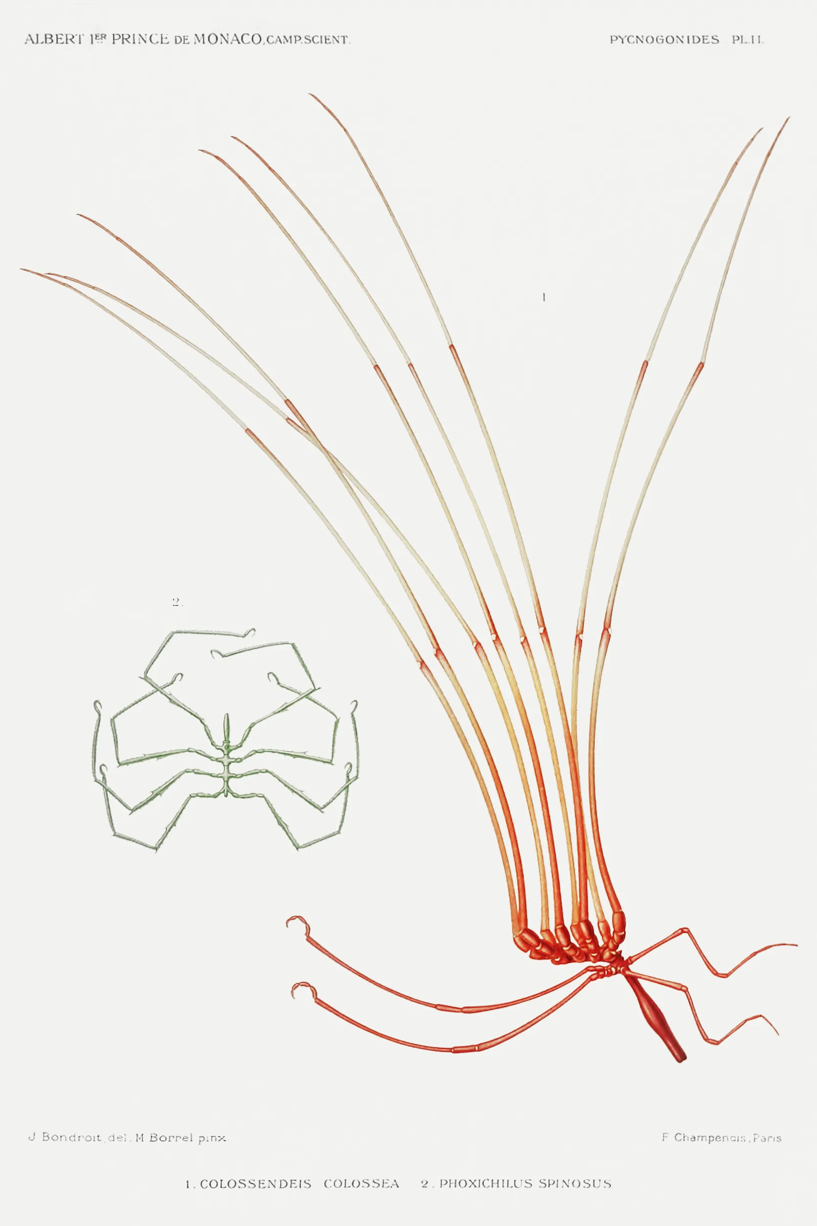 albert i on RawPixel