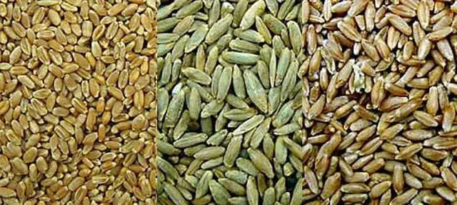 10 Foods Ancient Civilizations Relied on for Survival