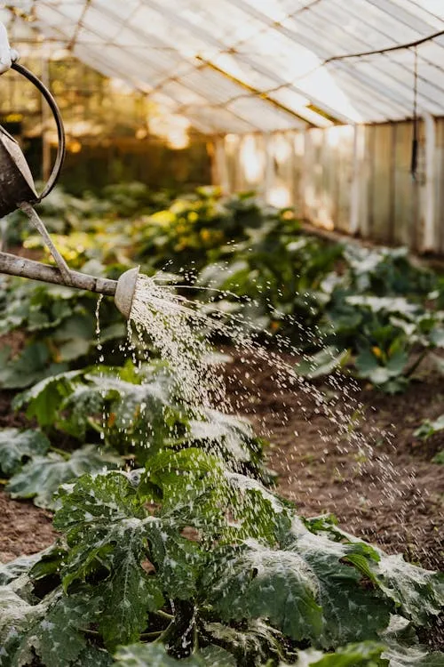 Kaboompics.com on Pexels