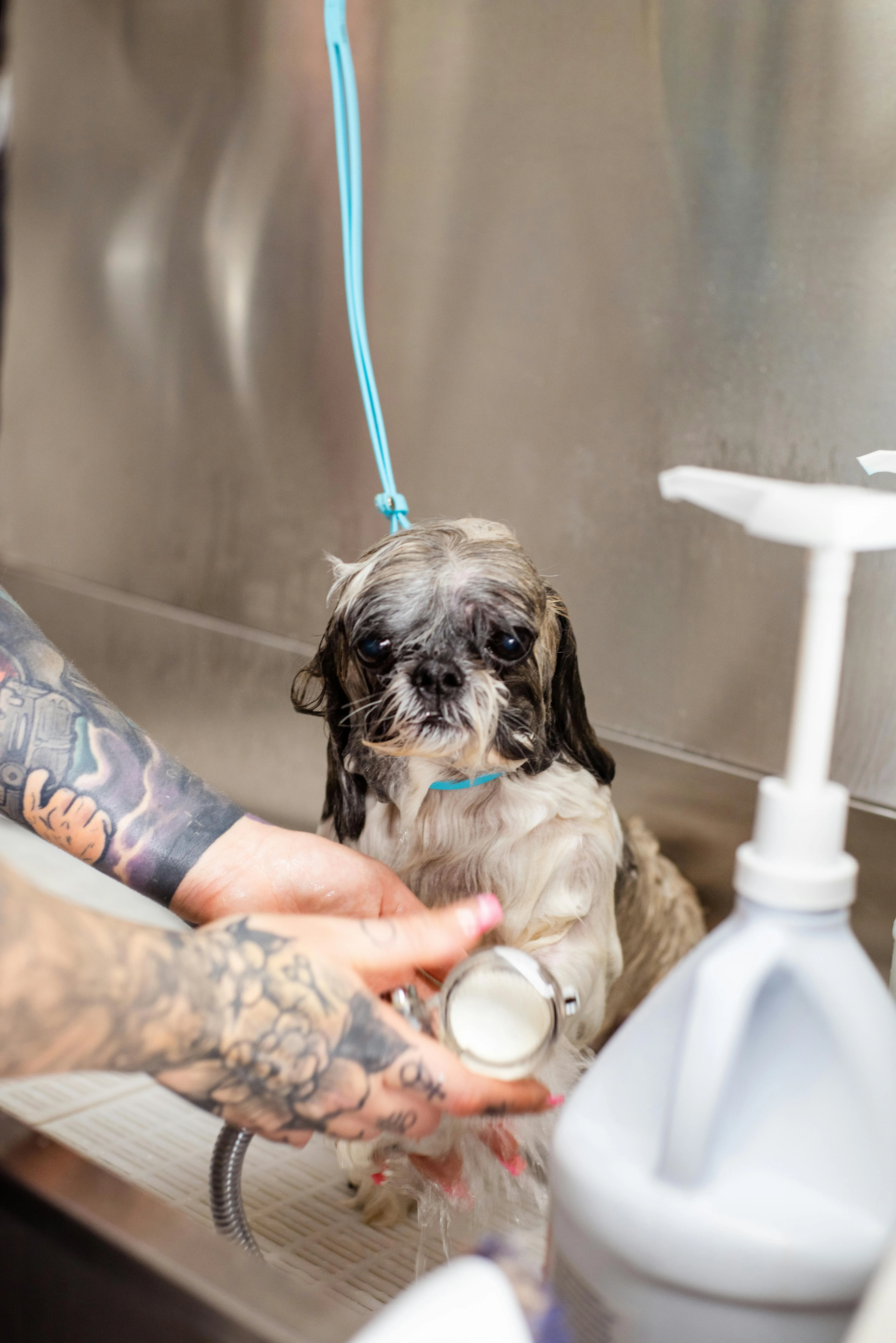 Goochie Poochie Grooming on Pexels