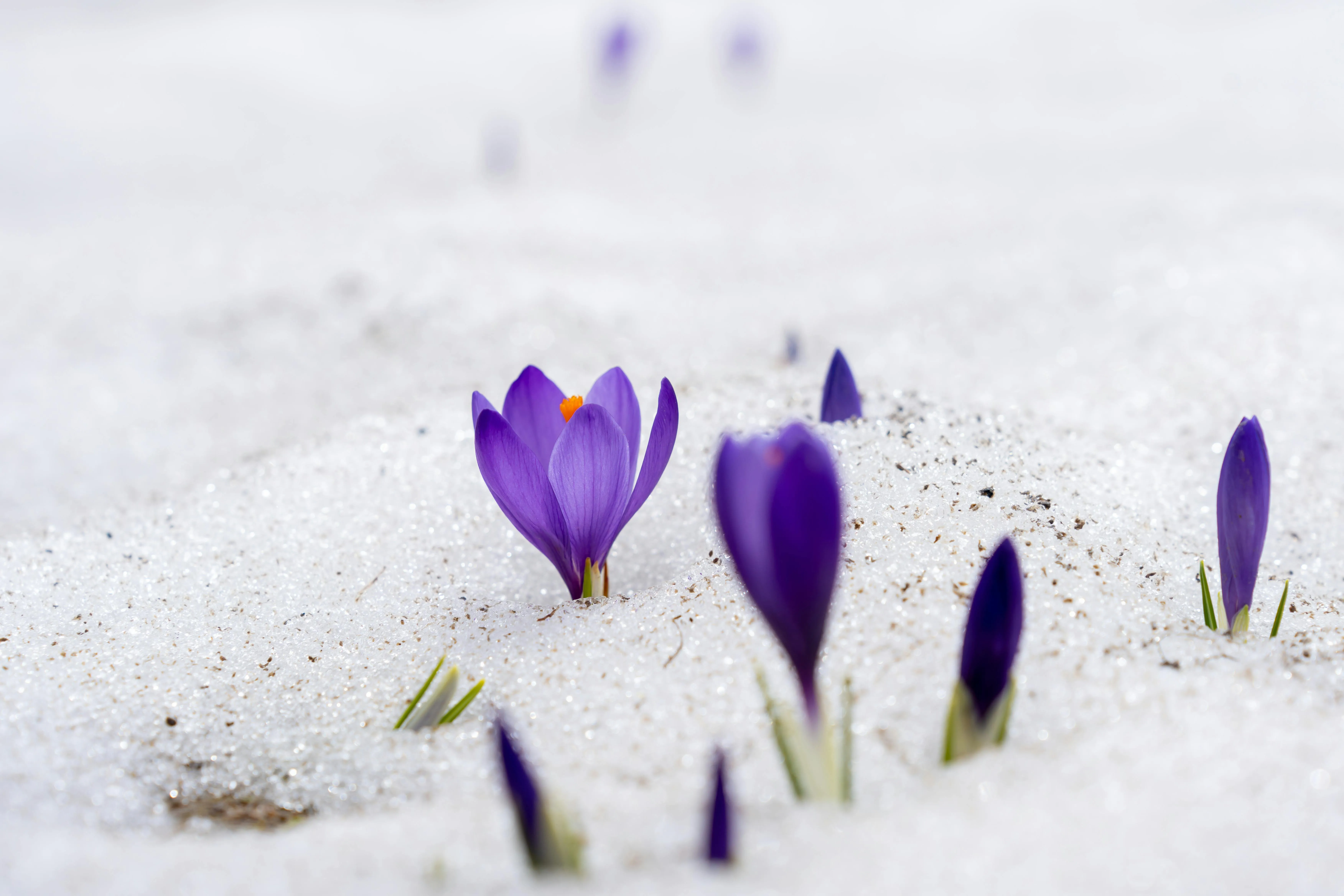 Kiril Gruev on Pexels
