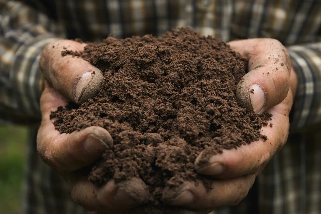 Image from Gardening Express Knowledge Hub