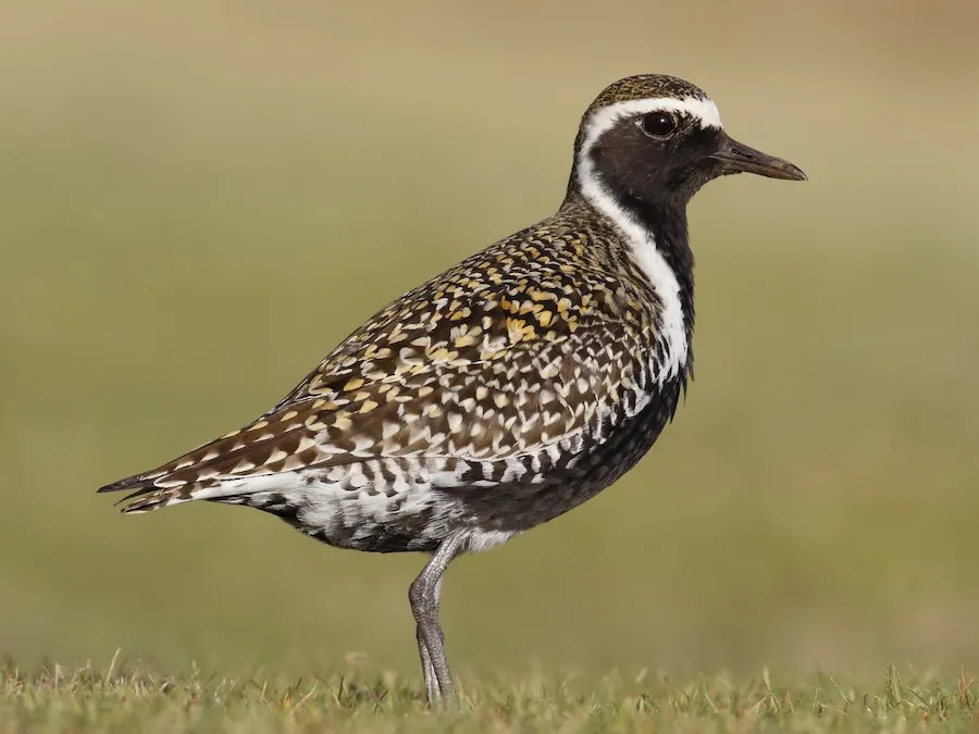 Image from eBird 