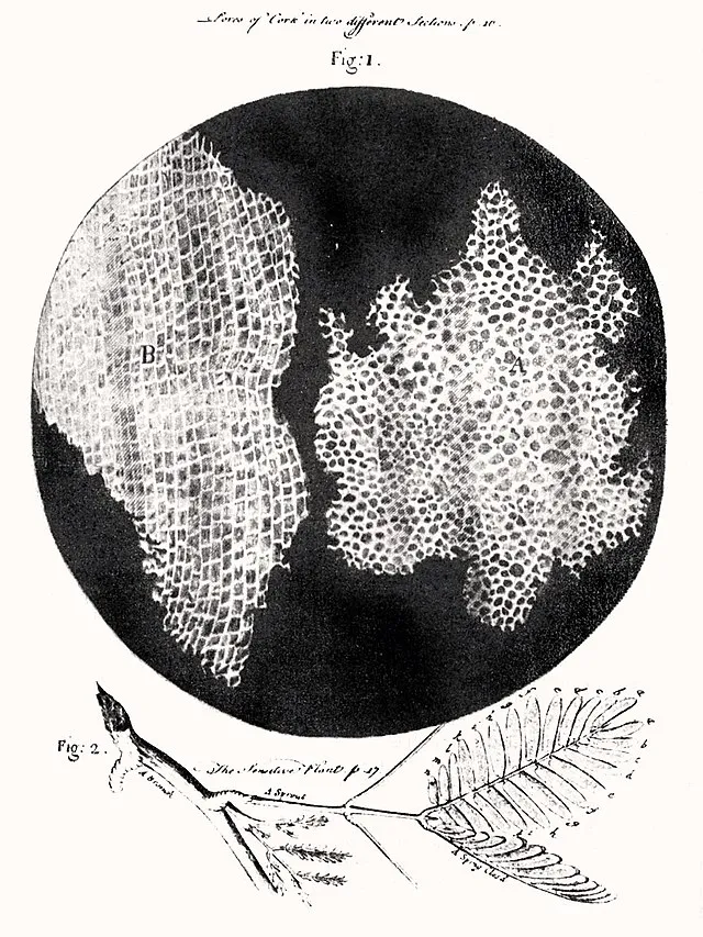 Robert Hooke on Wikimedia Commons