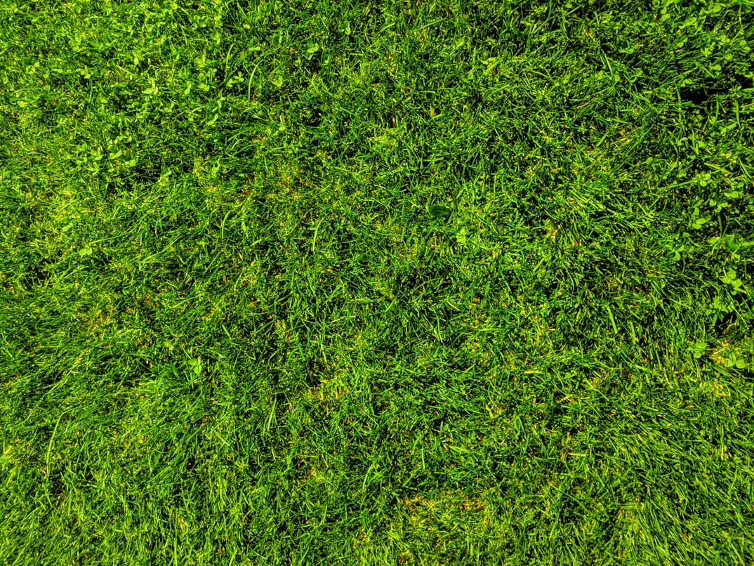 Boldizsar Bednarik from Unsplash