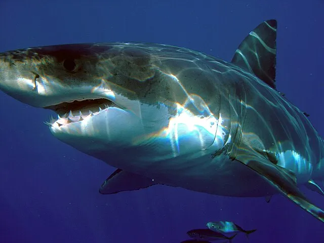 Sharkdiver.com on wikimedia