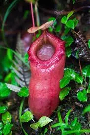 Image from A garden's chronicle