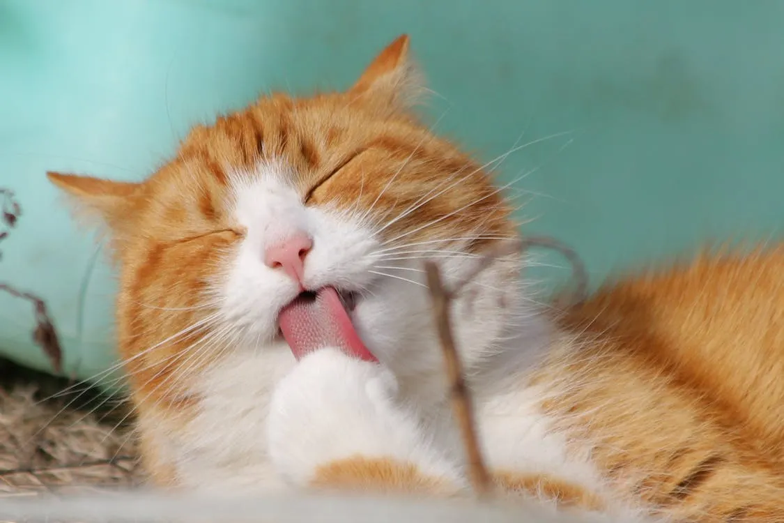 13 Ways Your Cat Shows You They're Stressed (And How to Help)