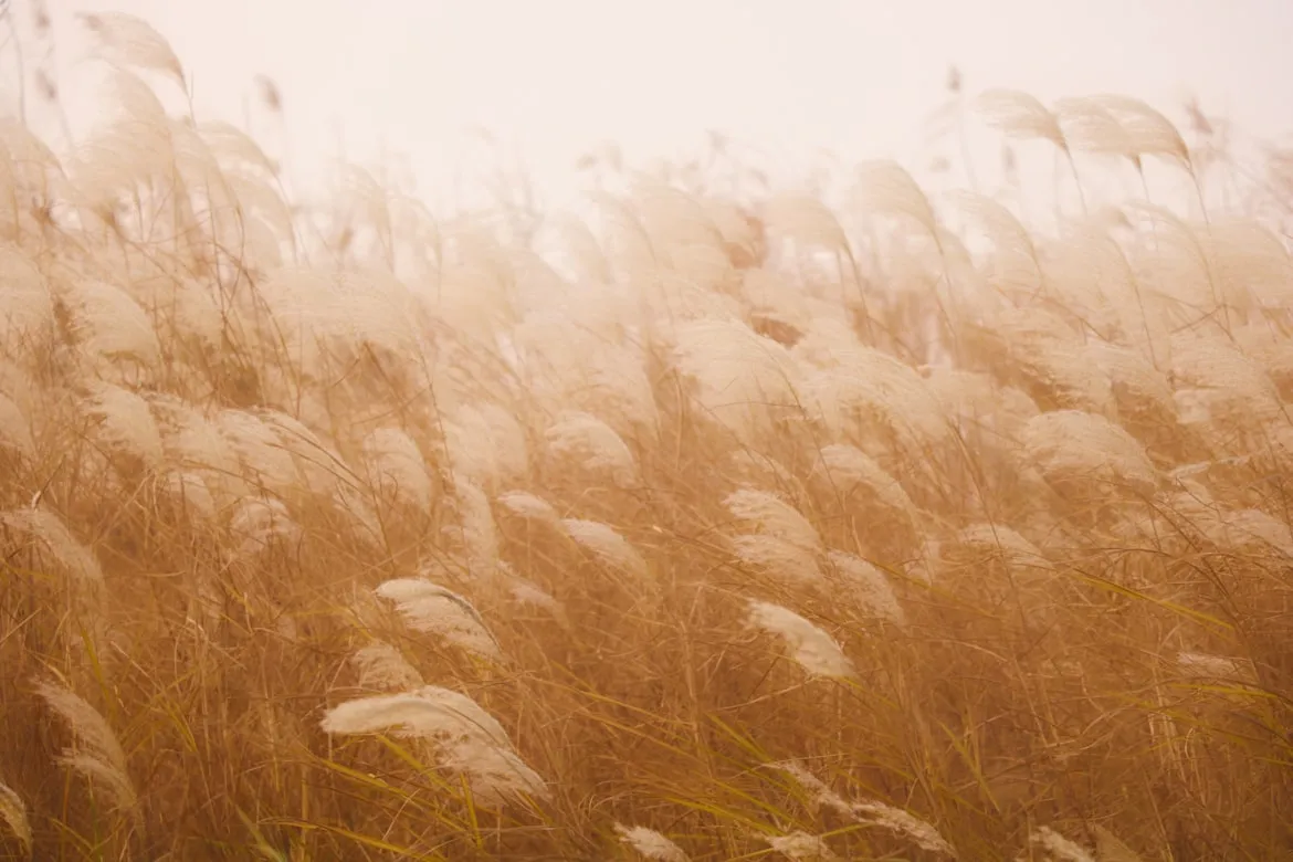 shangchu Constantine from Unsplash