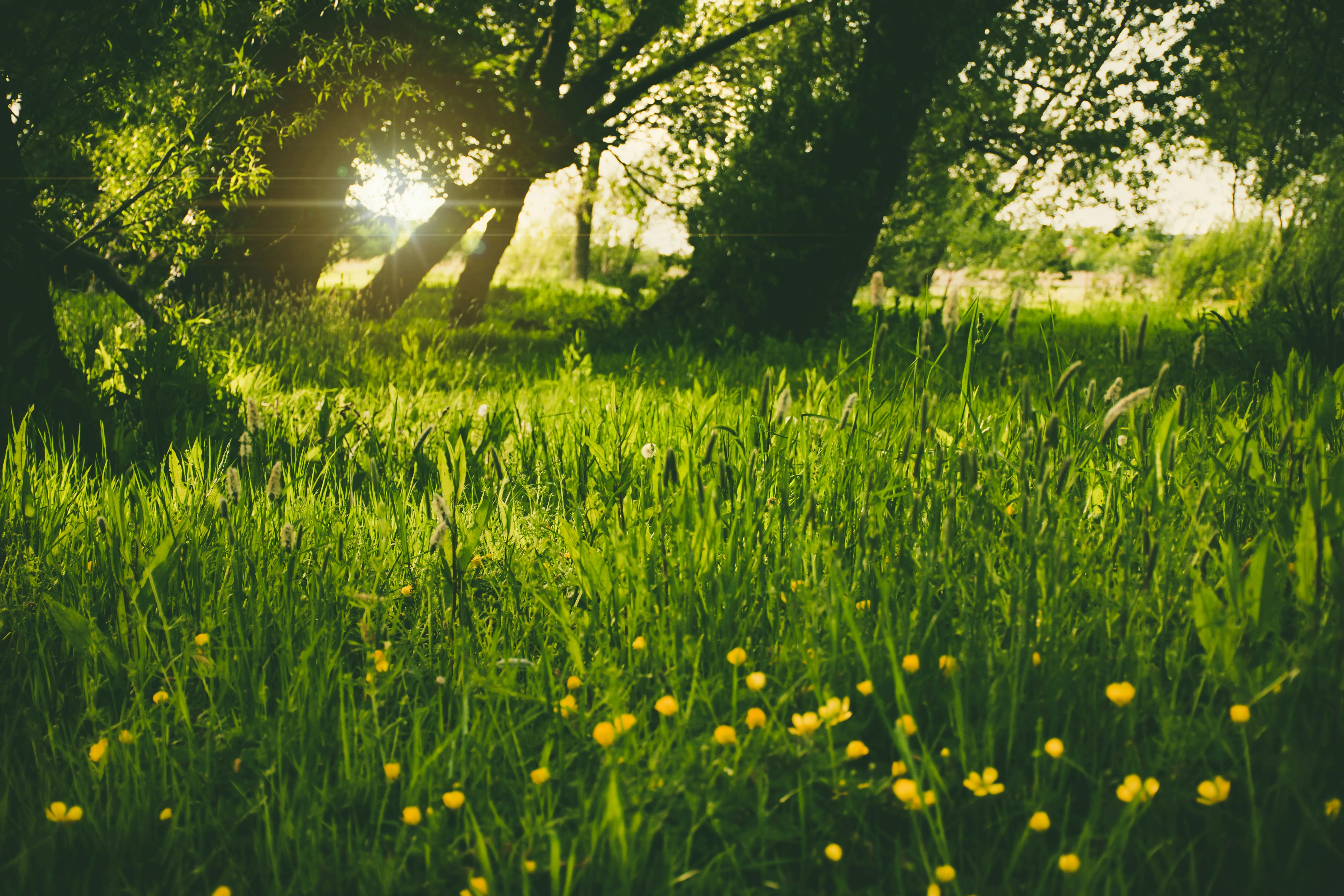 Lisa from Pexels on pexels