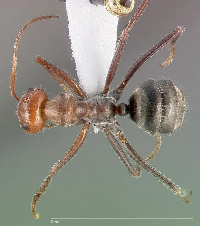 © AntWeb.org / CC BY-SA 3.0 on Wikimedia Commons