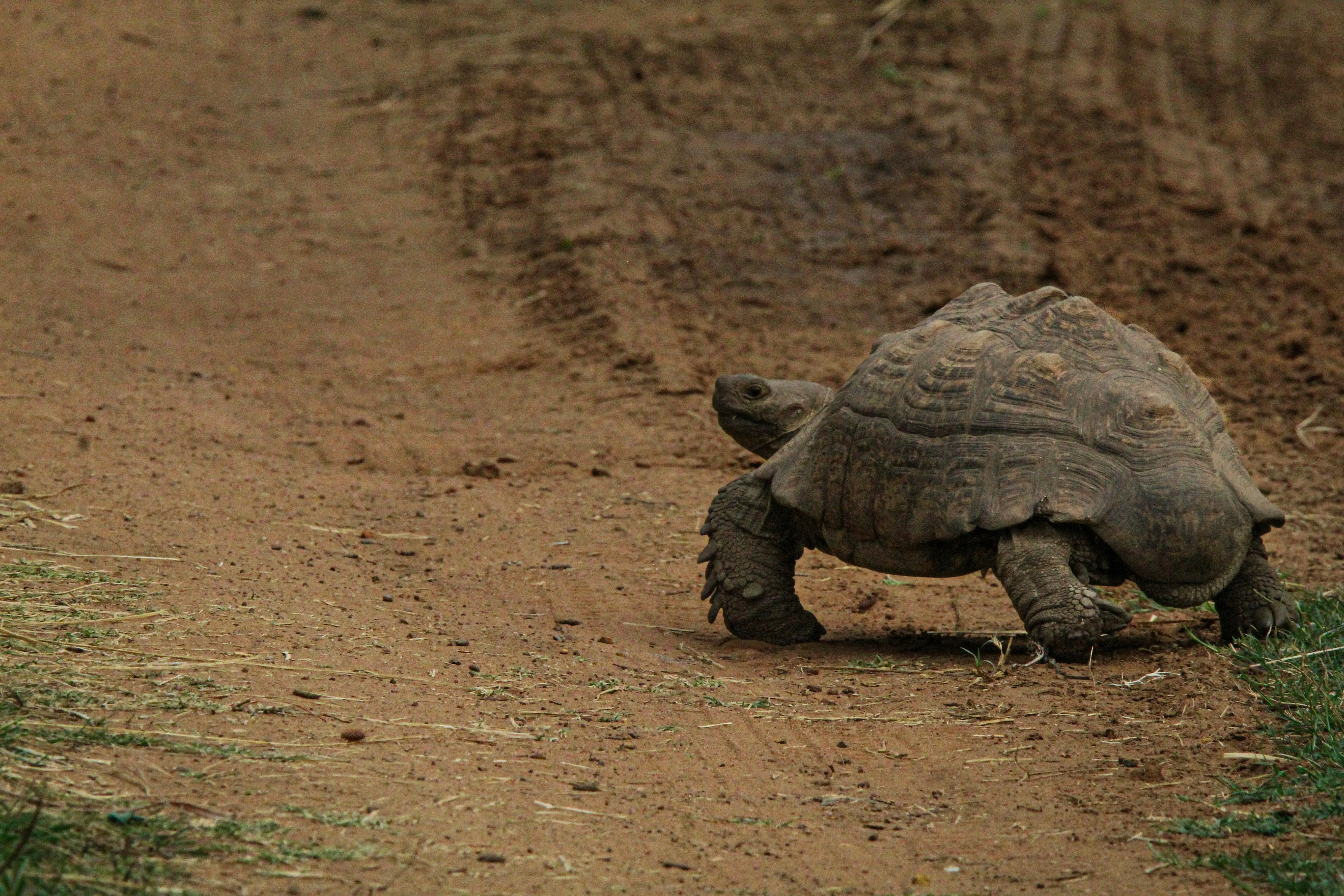12 Traits Shared by Some of the Oldest-Living Species