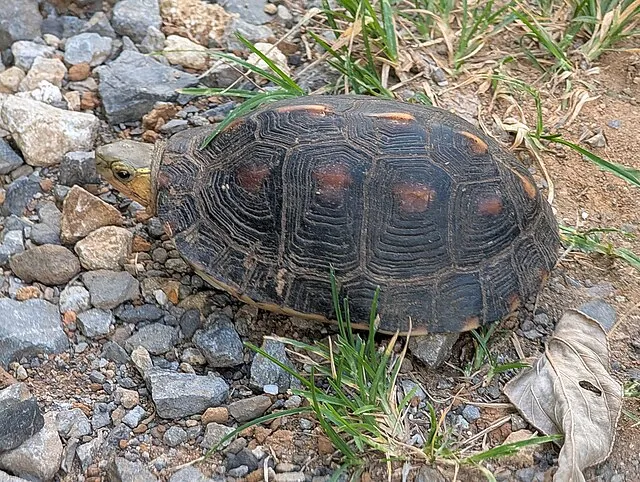 Syced on wikimedia