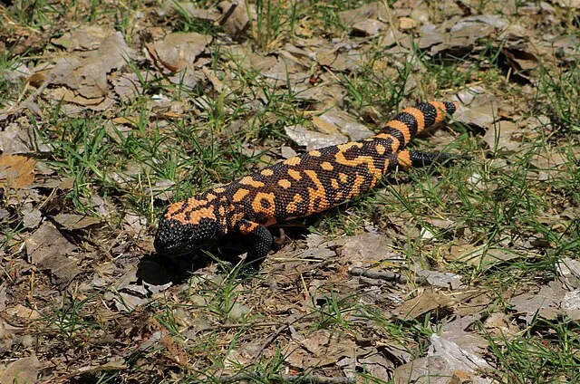 BLMArizona on Wikimedia Commons