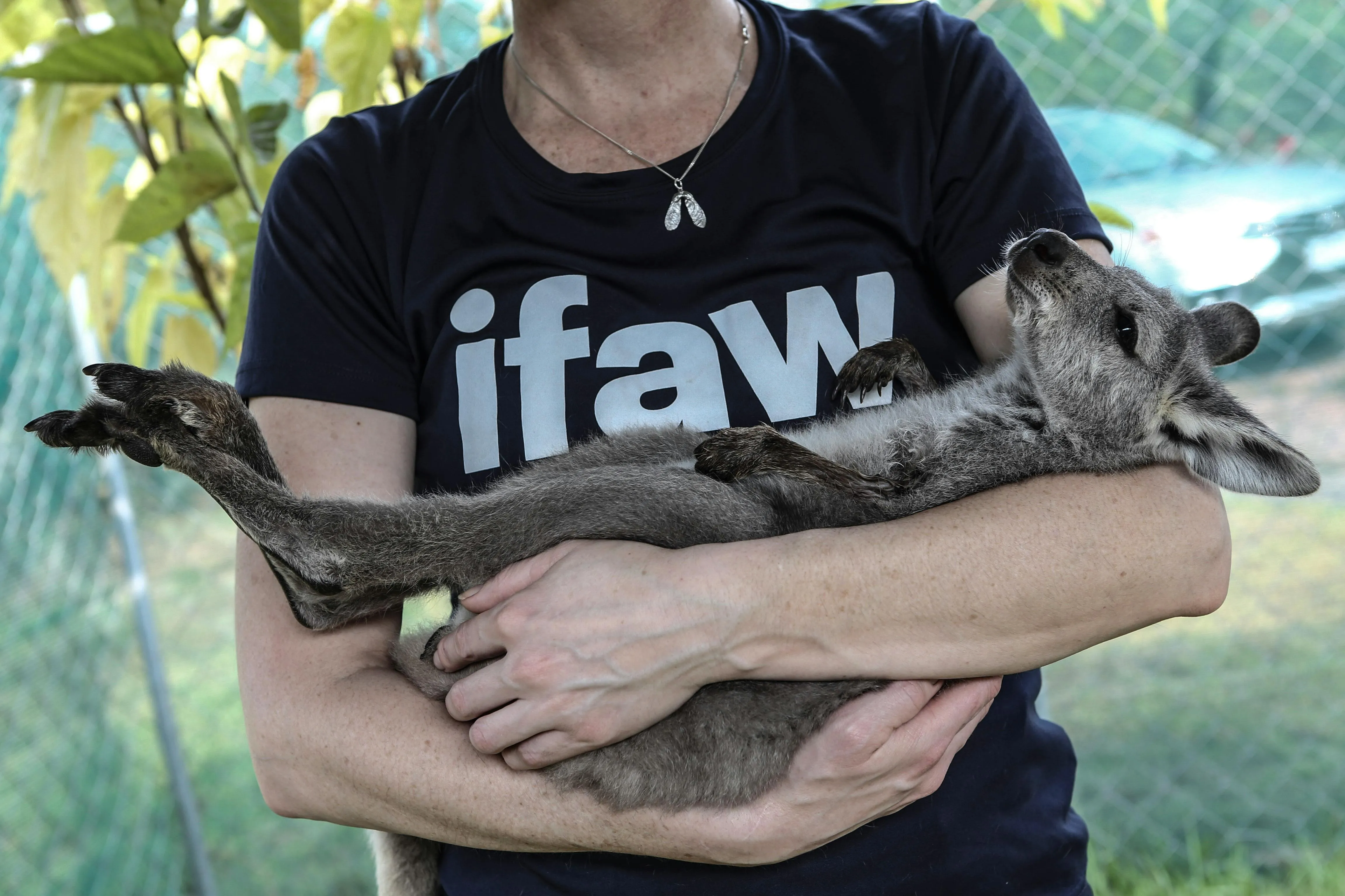 International Fund for Animal Welfare on pexels