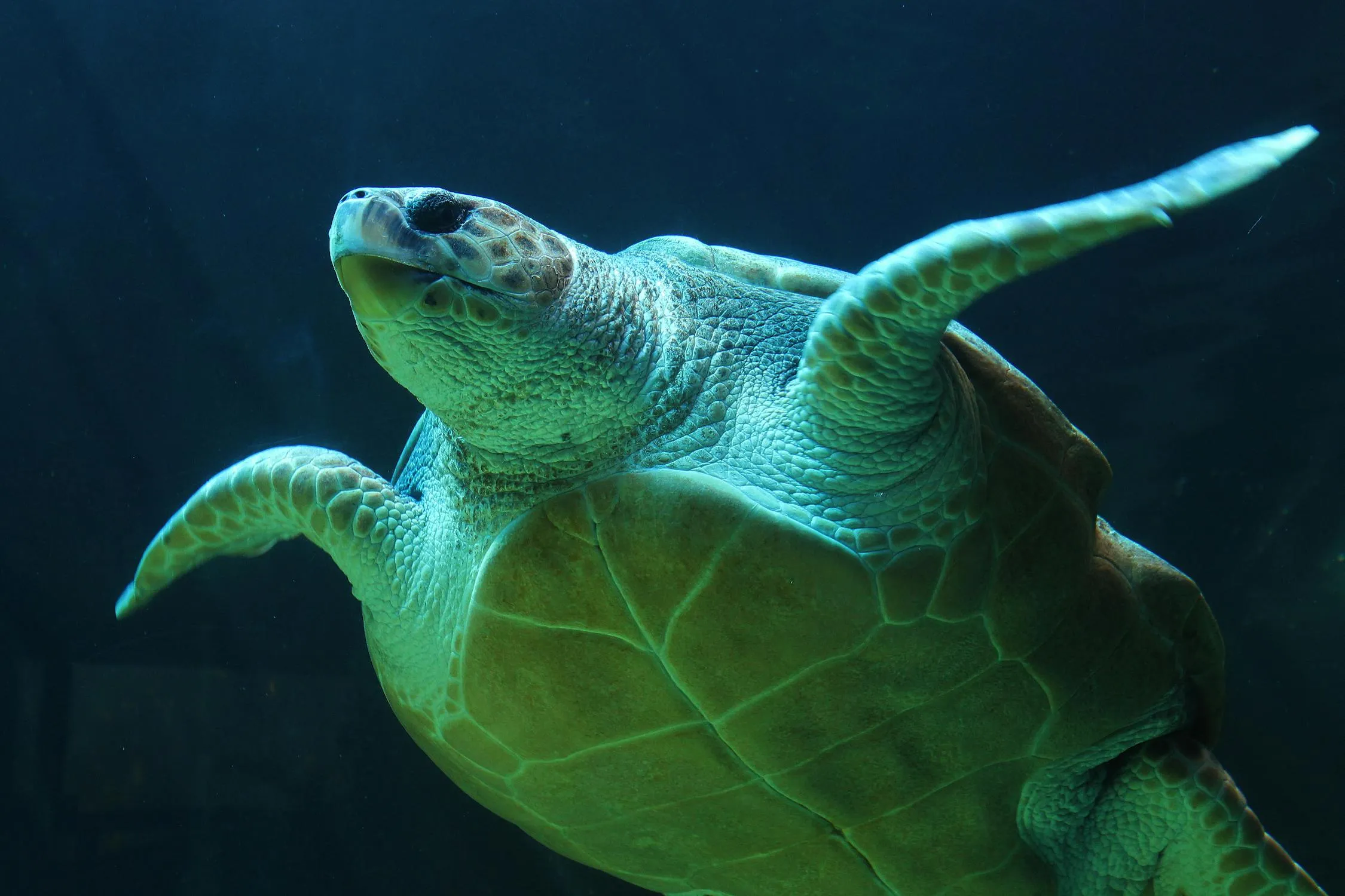 12 Simple Ways to Help Protect Turtles on World Turtle Day