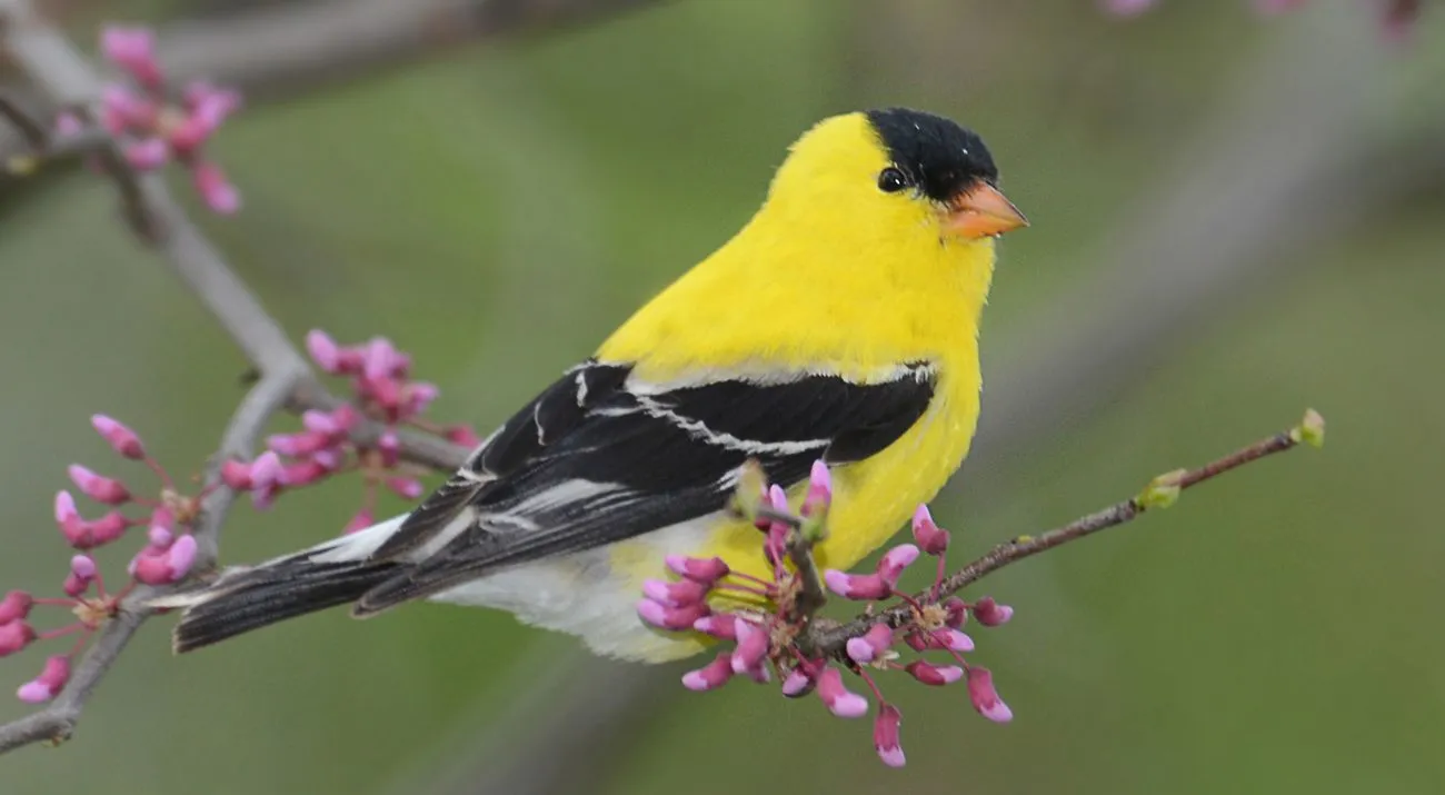 Image from The Nature Conservancy