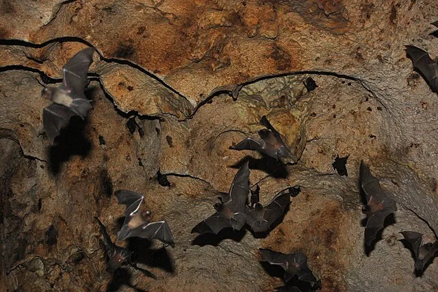 Rich Brooks on Wikimedia Commons