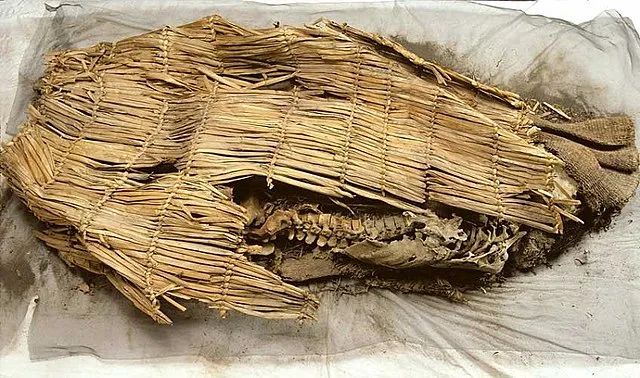 Photograph by Chip Clark, Smithsonian on wikimedia
