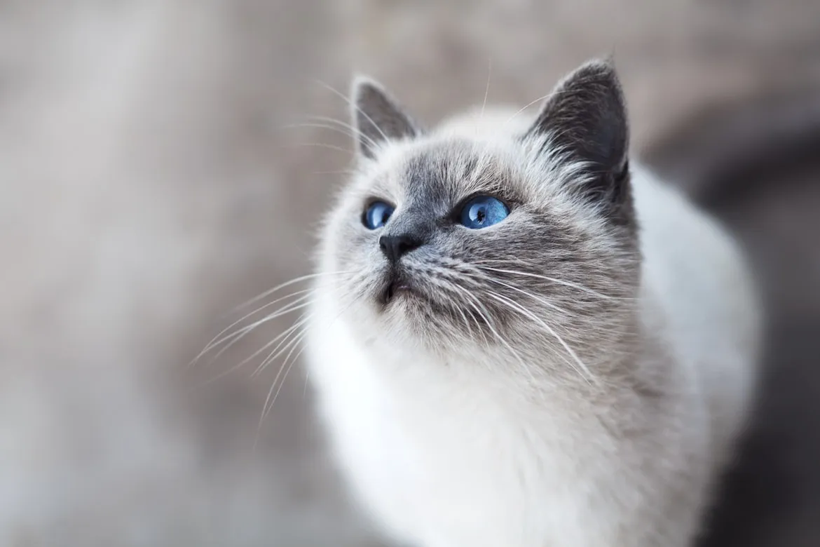  Mikhail Vasilyev from Unsplash