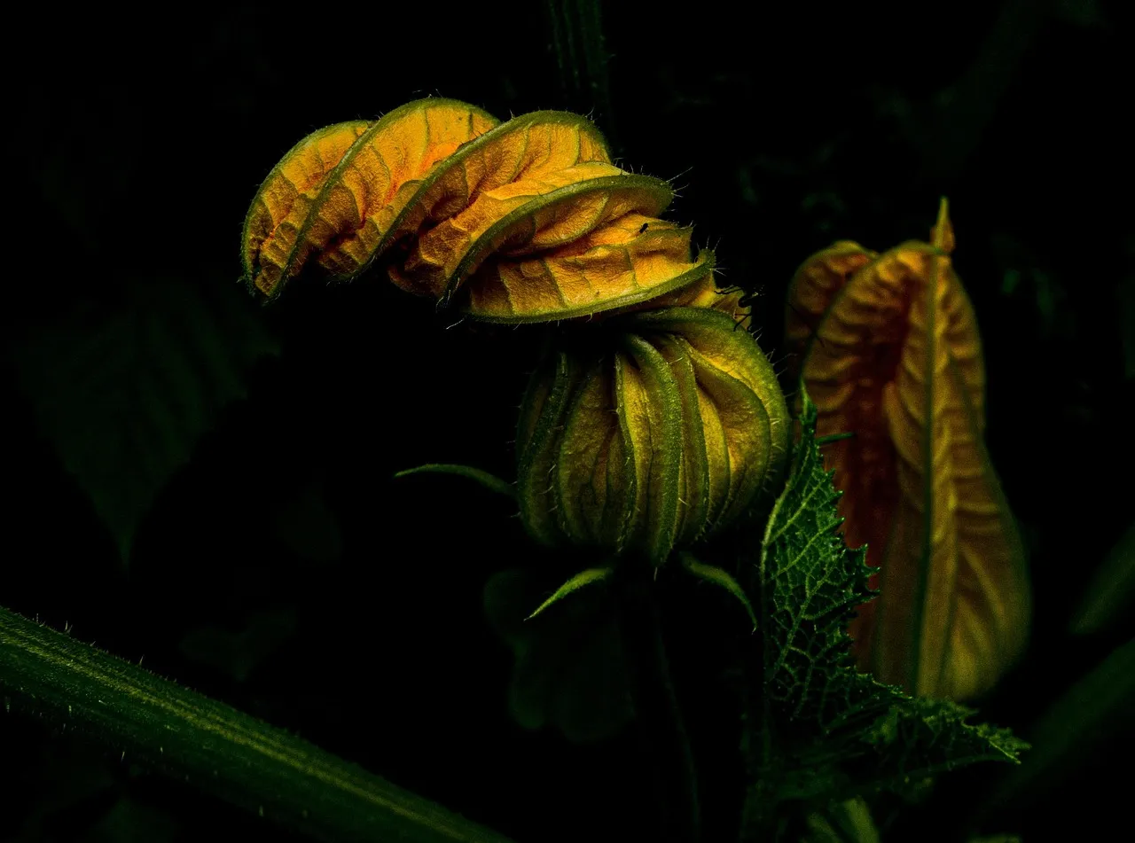 YALEC on Pixabay