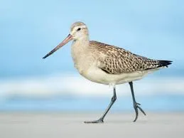 Image from Bar-tailed Godwit - Limosa lapponica