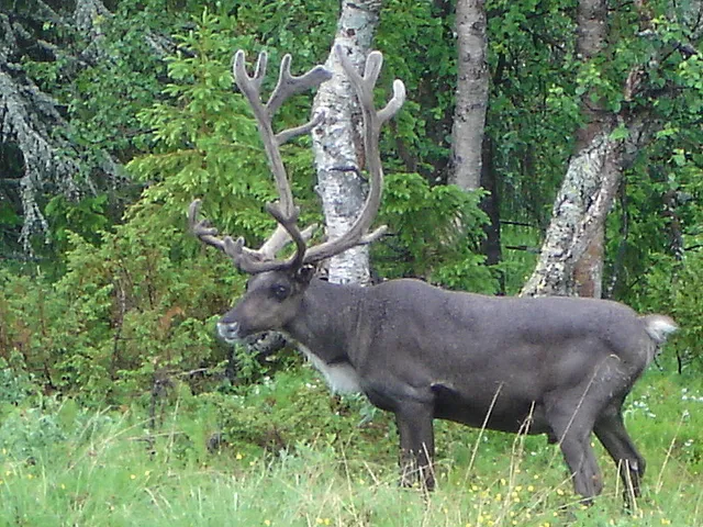 2010_Finland_Pallastunturi_Rangifer_tarandus.JPG: W.Rebel on wikimedia
