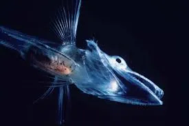 Image from Science Friday