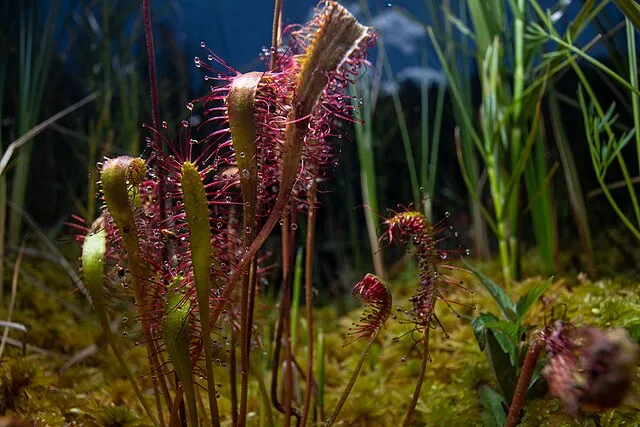 GlacierNPS on wikimedia