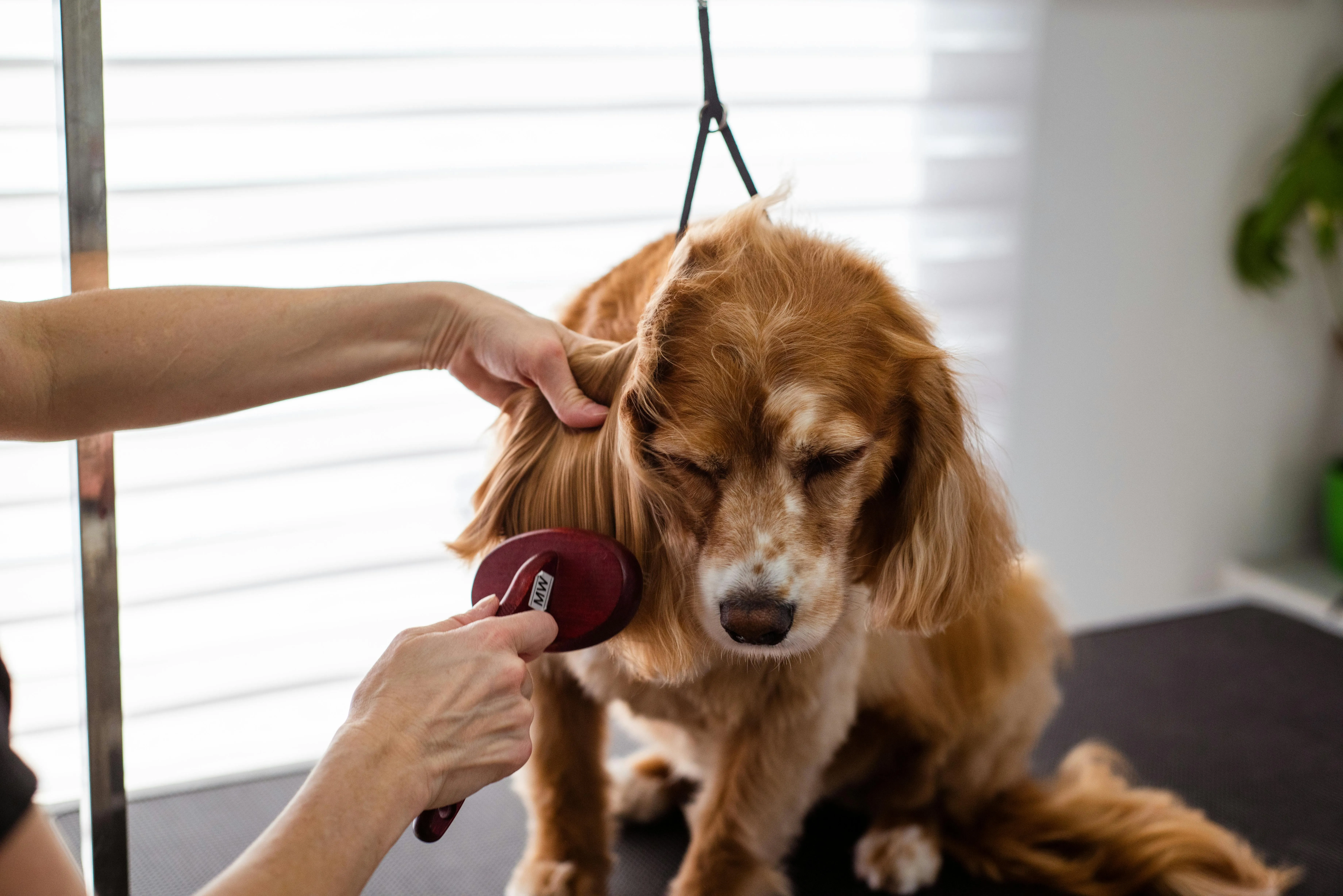 Goochie Poochie Grooming on Pexels