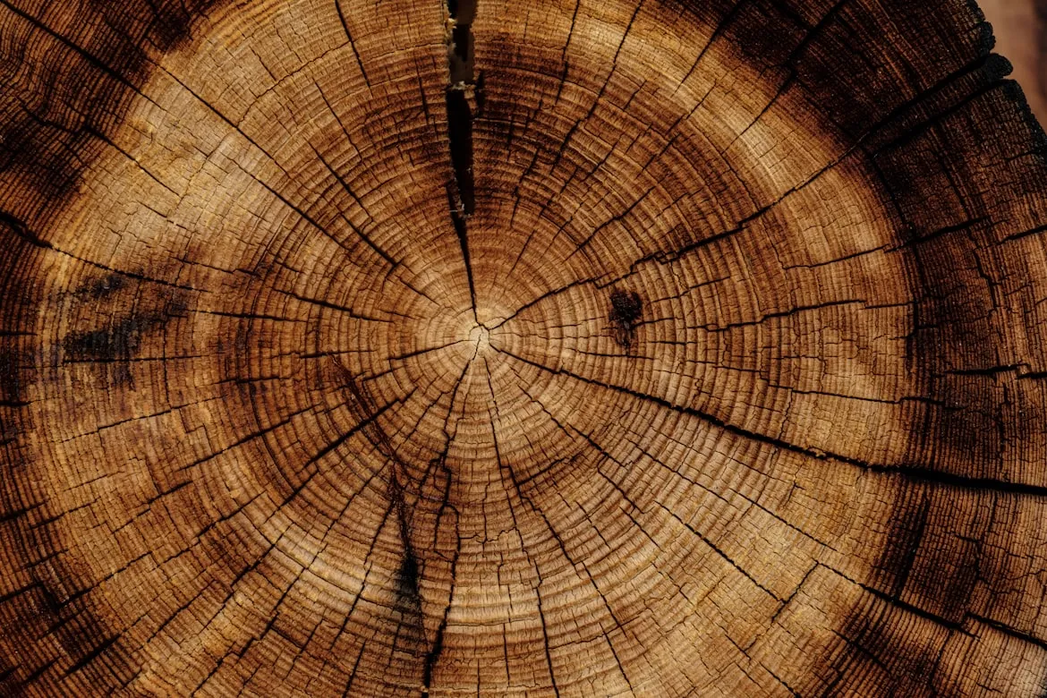 Joel & Jasmin Førestbird from Unsplash