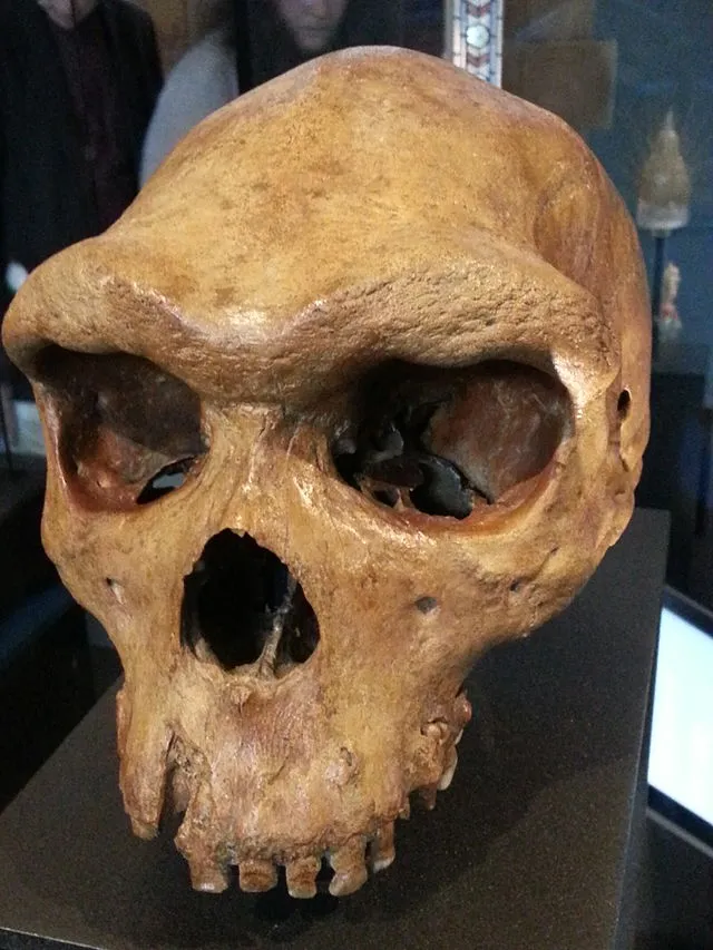 Jonathan Cardy on Wikimedia Commons