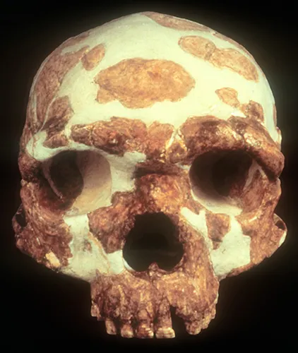 Image from Peter Brown's Australian and Asian Paleontology