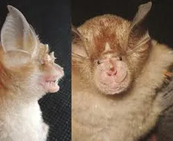 Image from Species New to Science