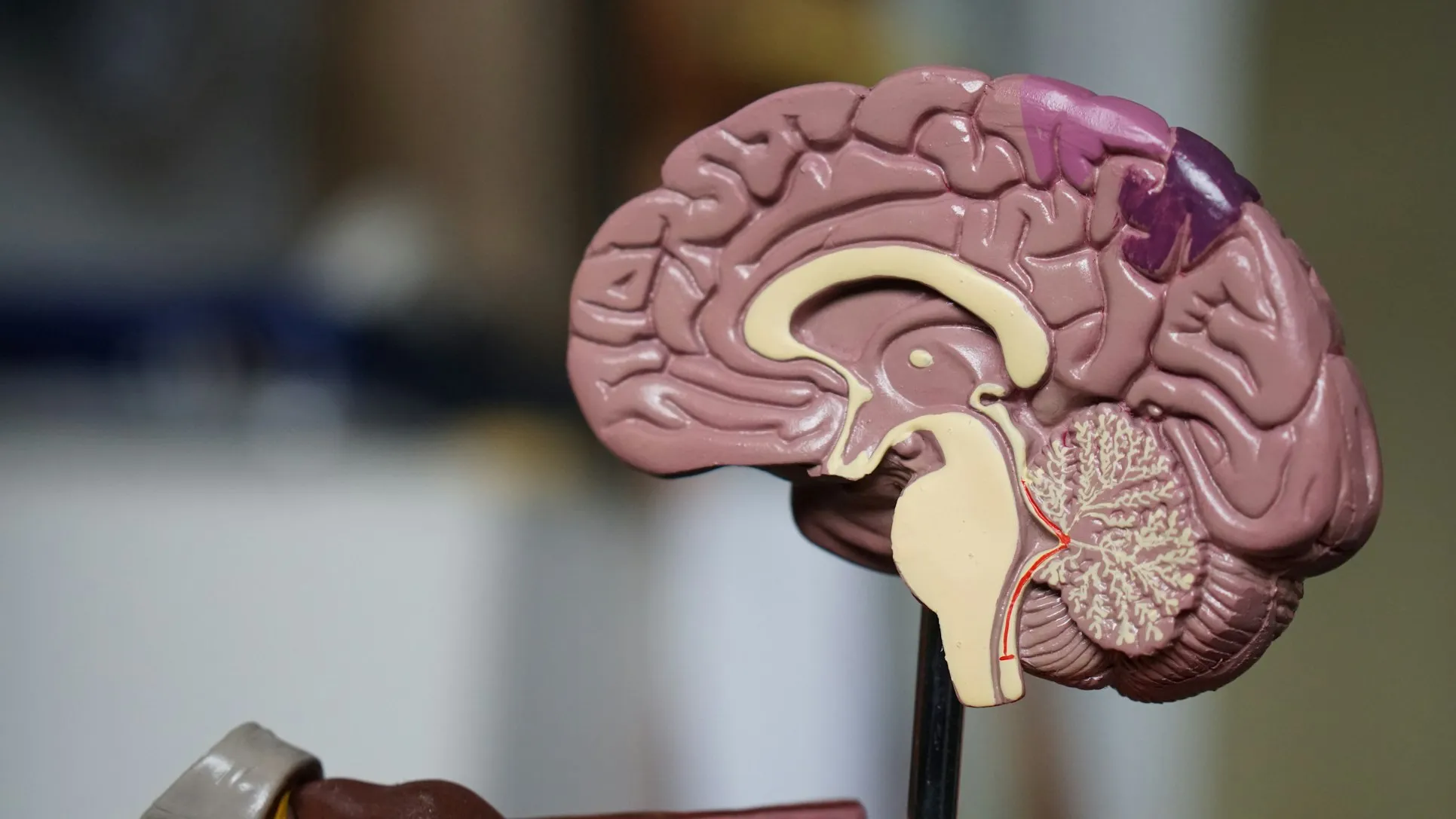 15 Freaky Facts About the Human Brain That Will Shock You