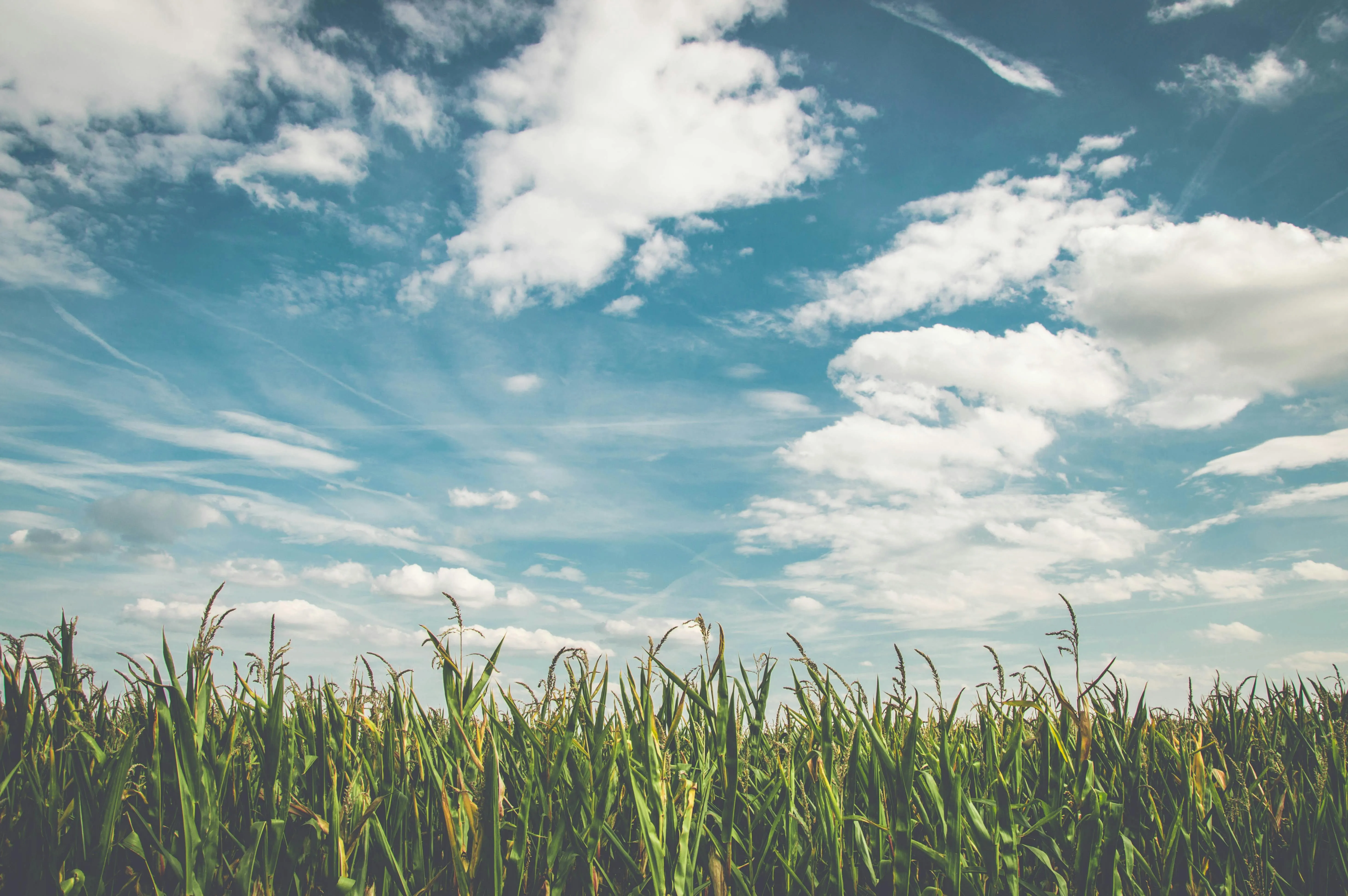Pixabay on Pexels