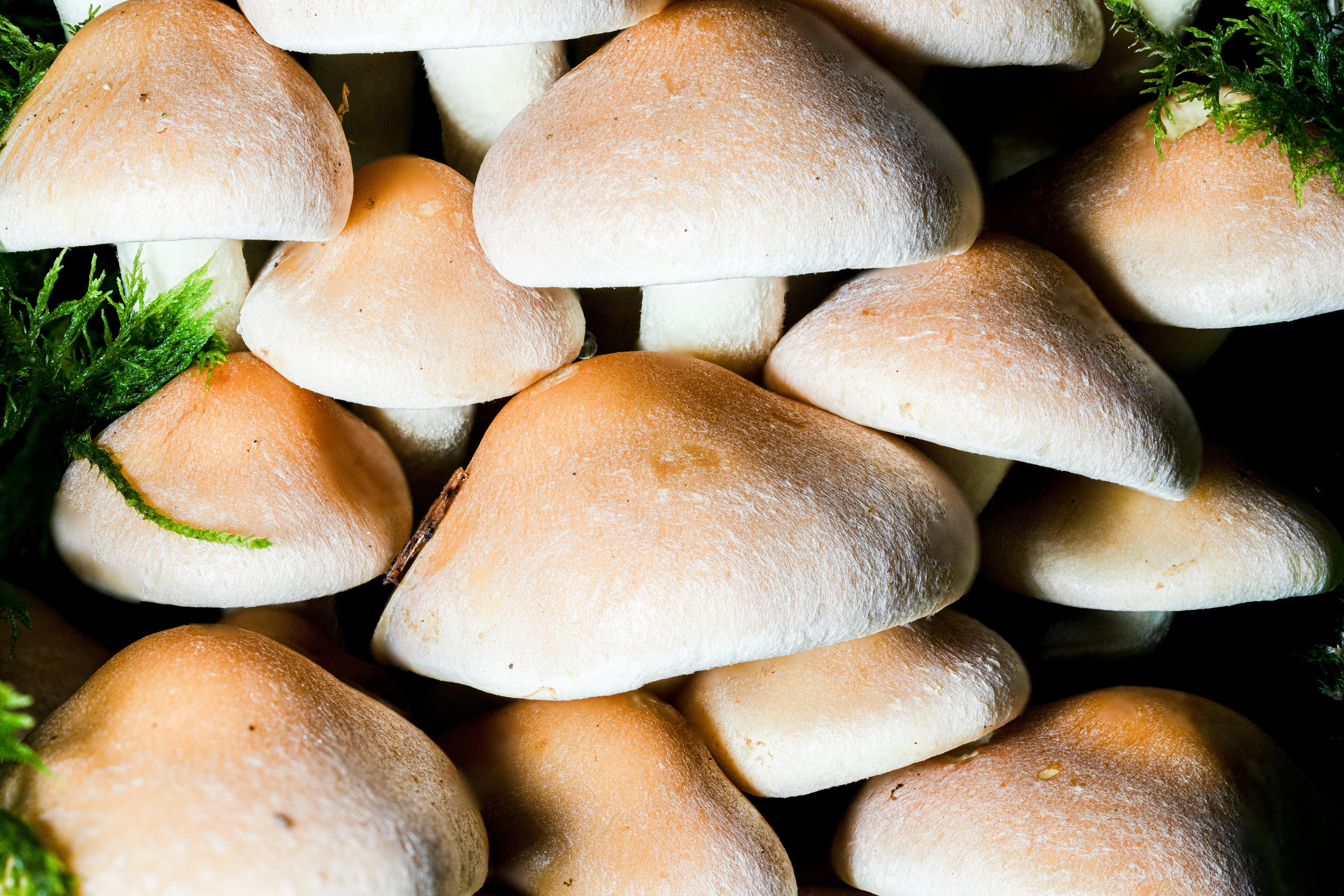 18 Examples of Organisms Thriving in Extreme Environments