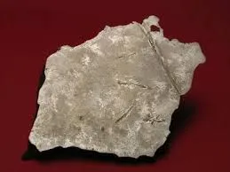 Image from Smithsonian Magazine