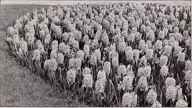 Internet Archive Book Images on Wikimedia Commons