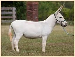 Image from Poplar Grove Stud 