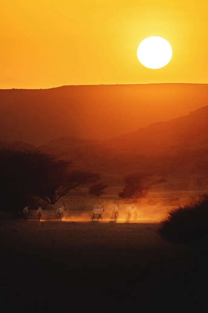 NEOM from Unsplash
