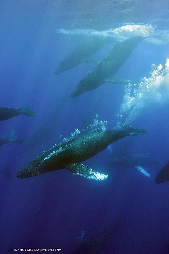 National Marine Sanctuaries on wikimedia