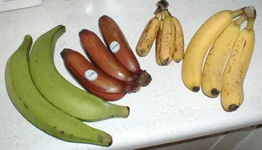 Image from Wikipedia