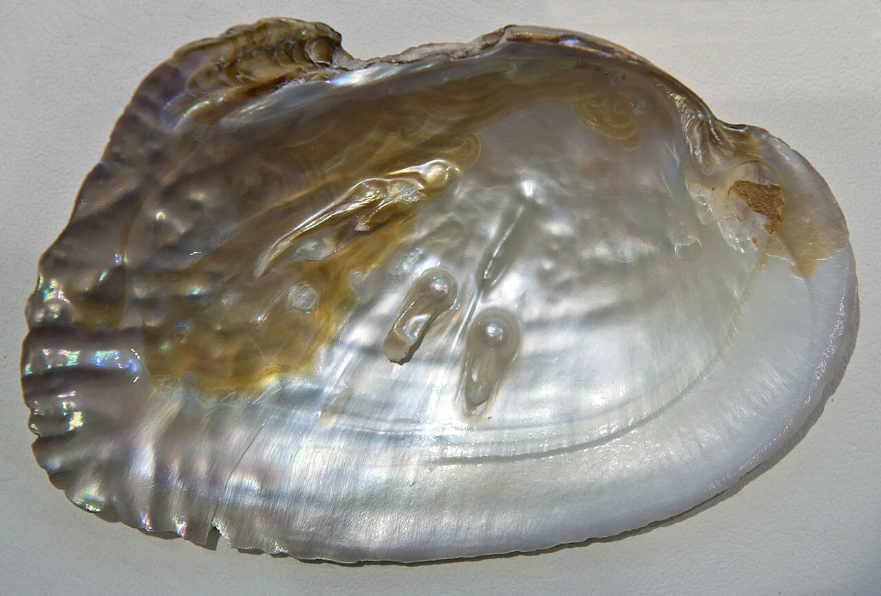 Hannes Grobe/AWI on Wikimedia Commons