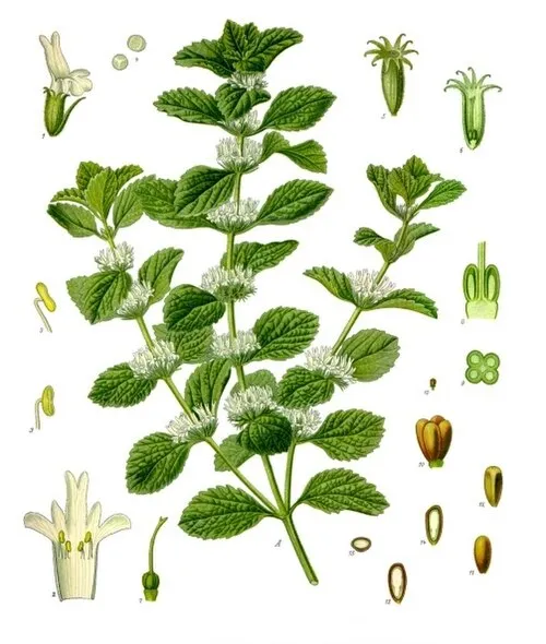 Image from Wikipedia