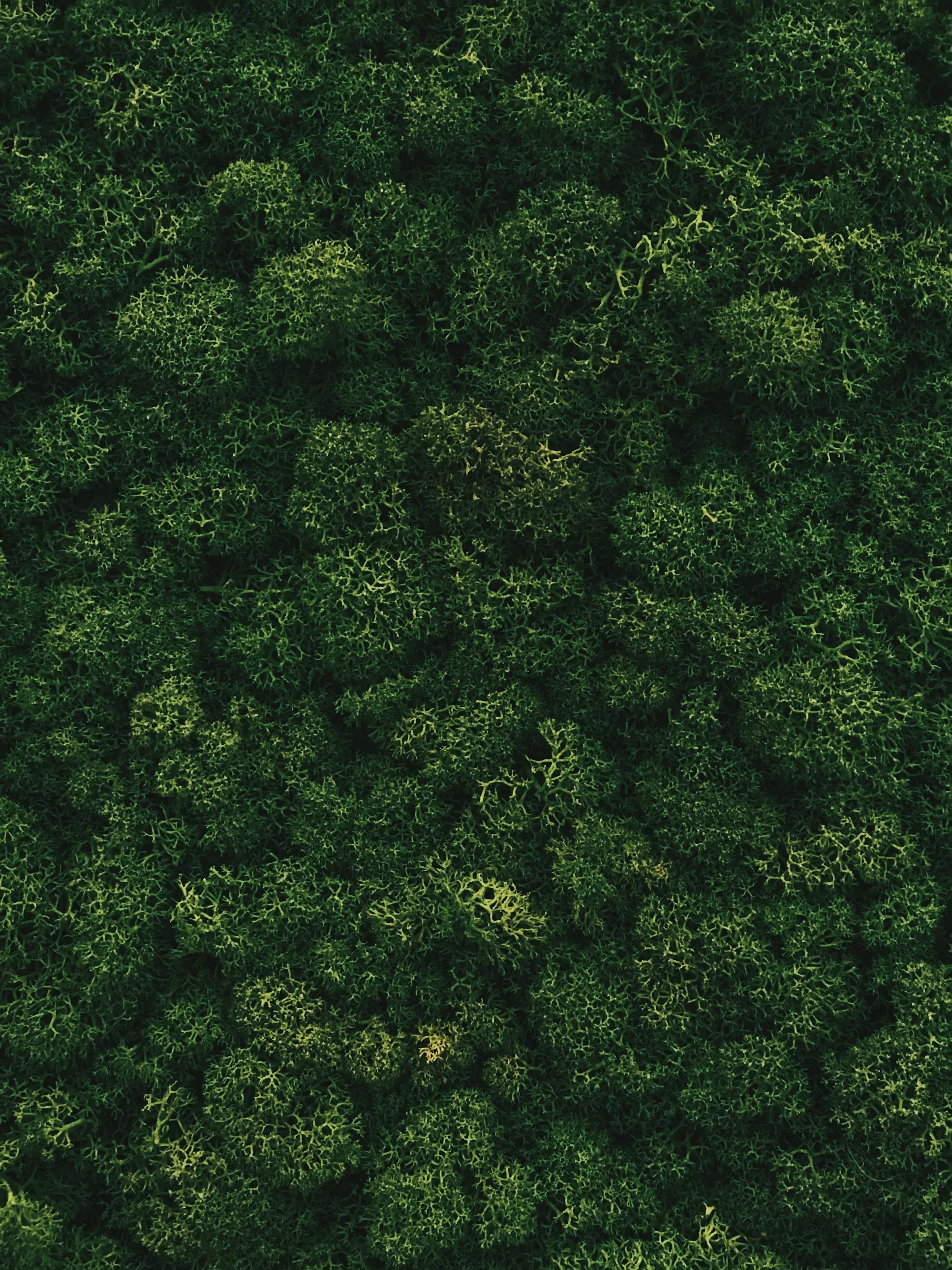 Alina Markiv from Unsplash
